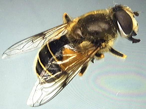 Eristalis horticola